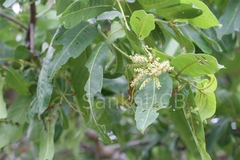 Terminalia arjuna
